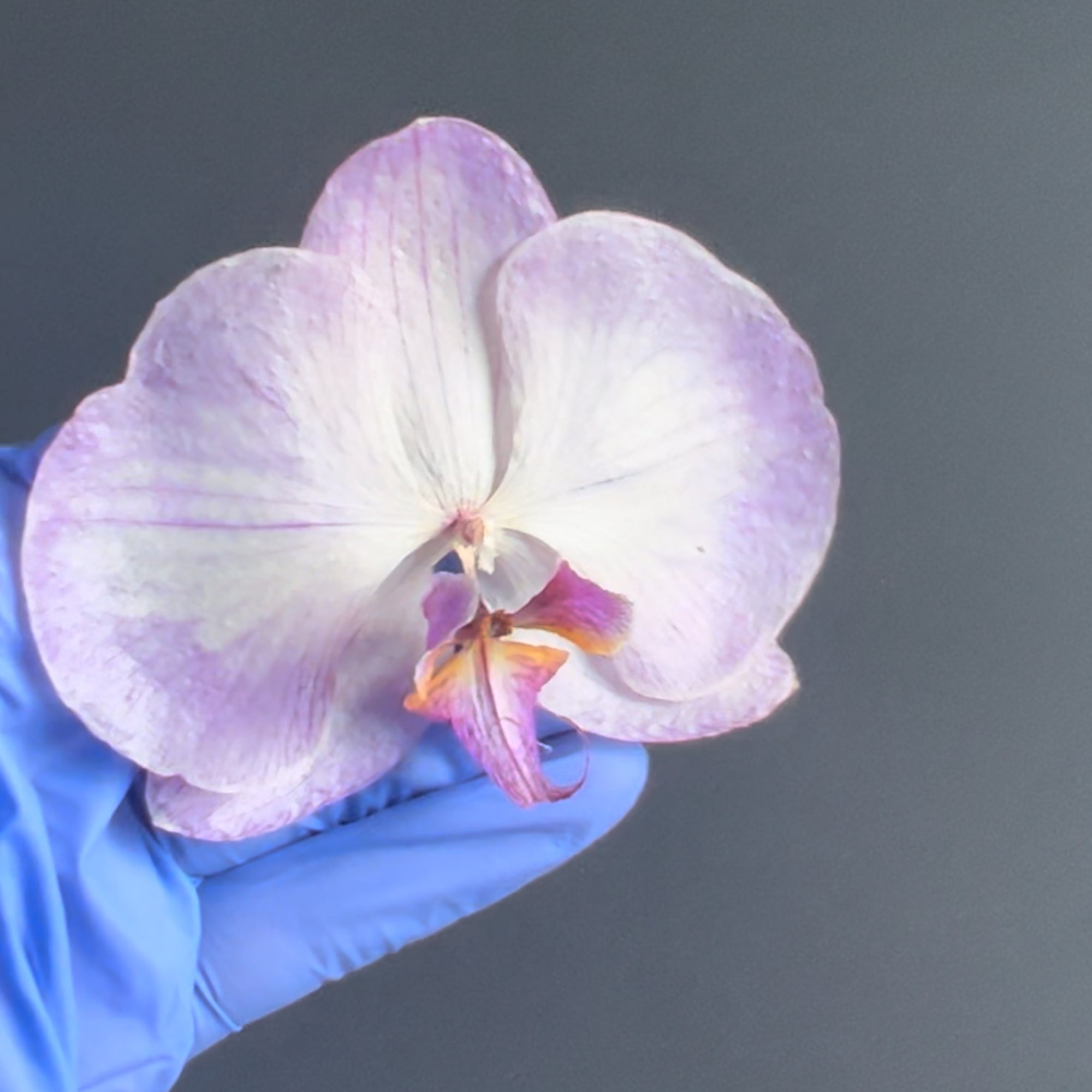 Handmade Necklace with pink beads and a natural light purple orchid flower as pendant.