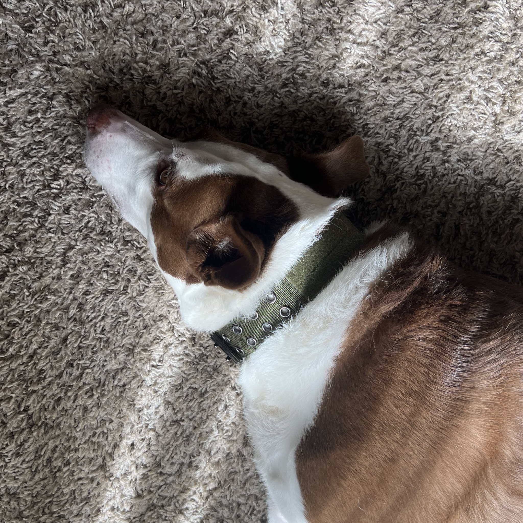 Tactical Dog Collar