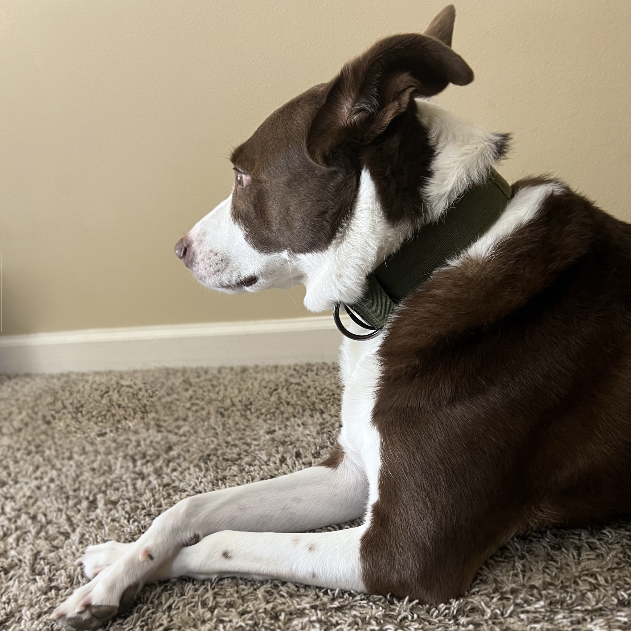 Tactical Dog Collar